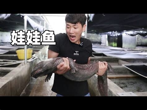 娃娃魚價錢|滋陰補腎的娃娃魚（大鯢）&蠑螈